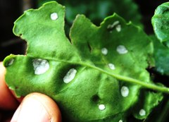 Acalitus aethiopicus