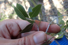 Pleurostylia capensis