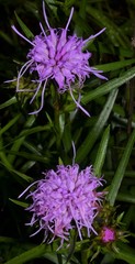 Liatris compacta