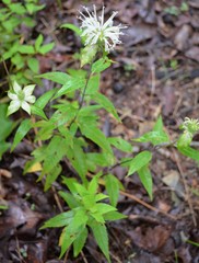 Monarda stipitatoglandulosa