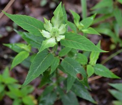 Monarda stipitatoglandulosa