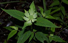 Monarda stipitatoglandulosa