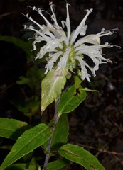 Monarda stipitatoglandulosa