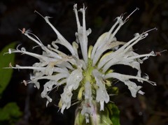 Monarda stipitatoglandulosa