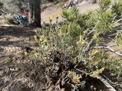 Chrysothamnus depressus