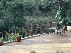 Cercopithecus mitis kolbi