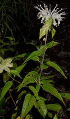 Monarda stipitatoglandulosa