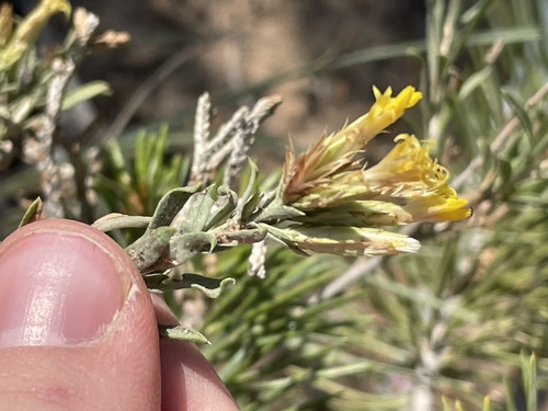 Chrysothamnus depressus Nutt.