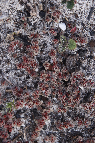 Crassula umbellata
