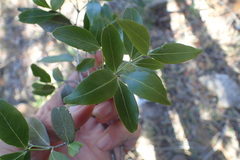 Pleurostylia capensis