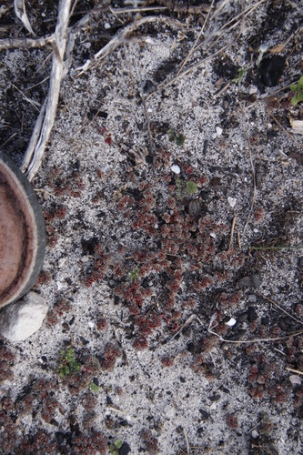 Crassula umbellata