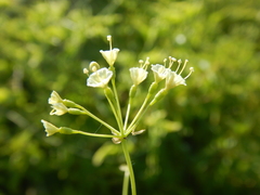 Commicarpus