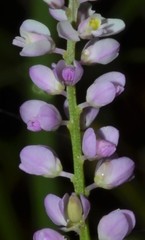 Polygala ambigua