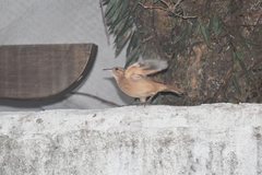 Furnarius rufus