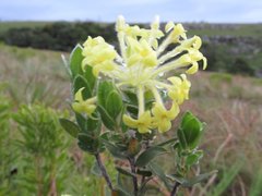 Lasiosiphon anthylloides