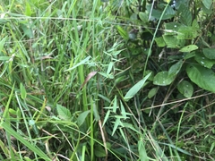 Dichanthelium microcarpon