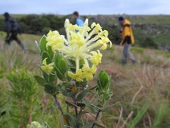 Lasiosiphon anthylloides