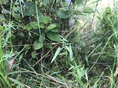 Dichanthelium microcarpon