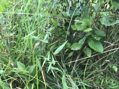 Dichanthelium microcarpon