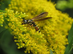 Myzinum quinquecinctum