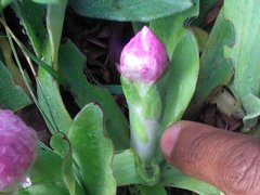 Helichrysum ecklonis