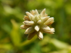 Alternanthera flavescens