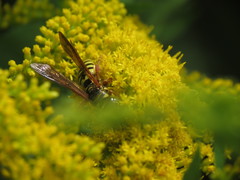 Myzinum quinquecinctum