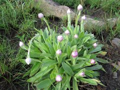 Helichrysum ecklonis