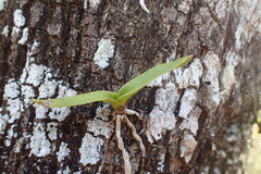Vandeae