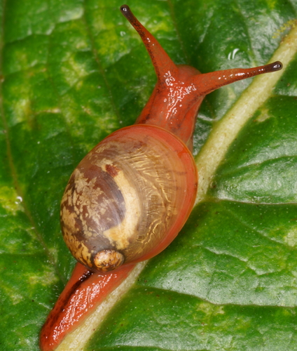 Catinella rotundata observed 2021-07-30