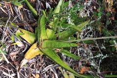 Gasteria acinacifolia