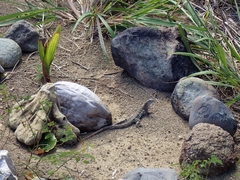 Pholidoscelis plei