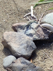 Pholidoscelis plei