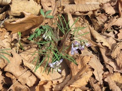 Corydalis turtschaninovii