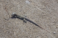 Pholidoscelis plei