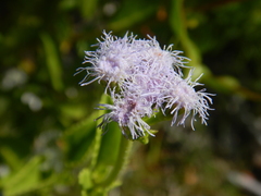 Ageratum maritimum