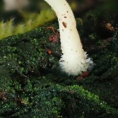 Coccomyxa