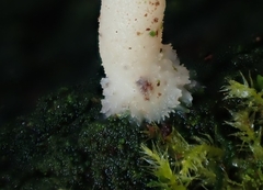 Coccomyxa