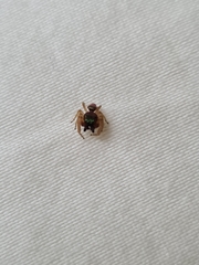 Salticidae