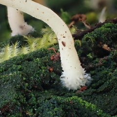 Coccomyxa
