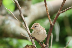 Passer domesticus indicus