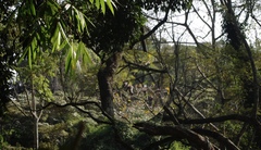 Cercopithecus mitis kolbi