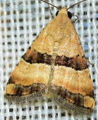Pseudozarba bipartita