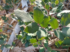 Berberis pumila