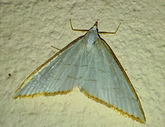 Ramila acciusalis