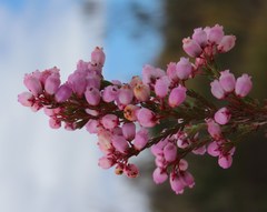 Erica gracilis