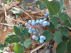 Berberis pumila