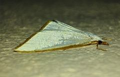 Ramila acciusalis
