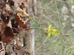 Corydalis speciosa