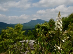 Stenanthium leimanthoides